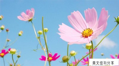 ​有关朋友的优美句子（55句友谊最暖心短句摘抄）