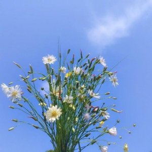 ​形容早晨的句子发朋友圈（简单干净的早安说说，经典唯美，拿去发朋友圈）