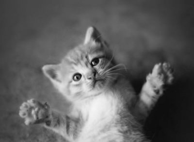 宠物猫名字大全霸气版
