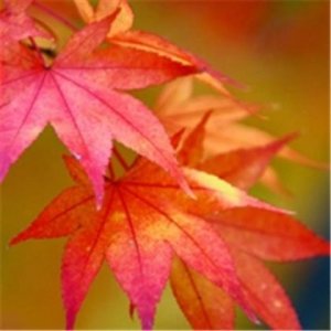 ​适合发说说 句子一句话