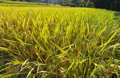 ​超美的网名昵称