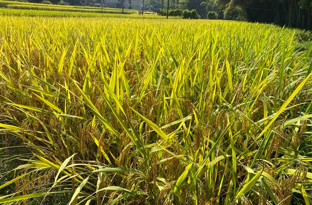 超美的网名昵称