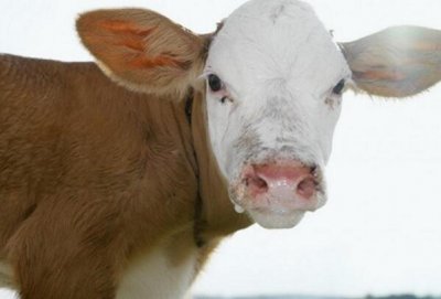 ​祎和袆的区别是什么 哪个字取名更好