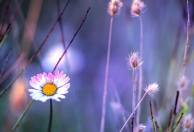 ​阳神经典句子 经典句子(精选45句)