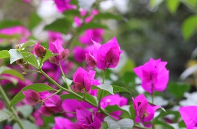 cf霸气的游戏名字(优选33个)