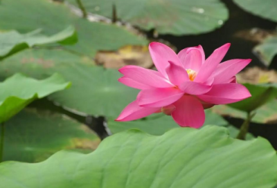 ​lol搞笑语录 搞笑语录