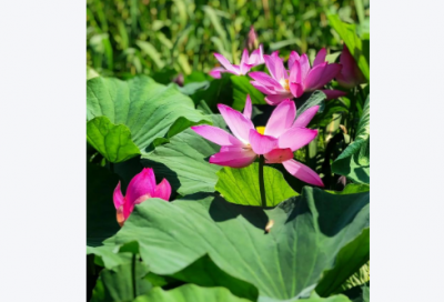 ​爱情英文经典语录短句