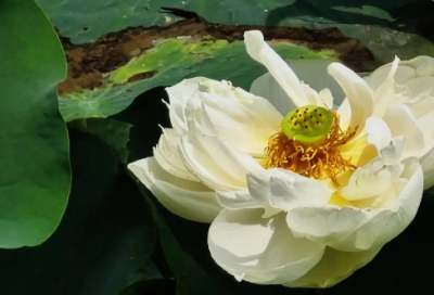 ​在家带孩子的朋友圈心情语录