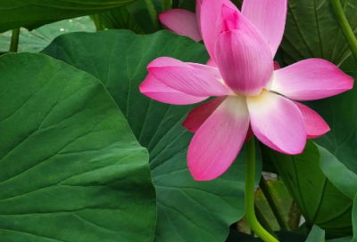 ​郭敬明怼人经典语录 郭敬明经典语句