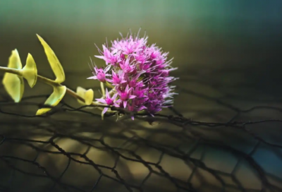 人不能太善良经典语录,人不能太善良经典句子