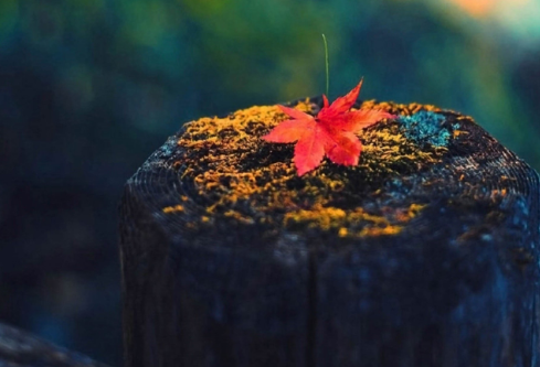 1761159088589253.png image.png