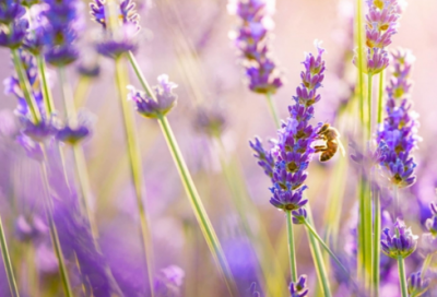 我欲淡然微笑提笔改写红尘 等!像灯一样的照亮着那条路语录