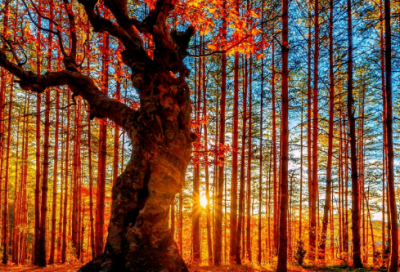 爱情情感语录唯美的短句