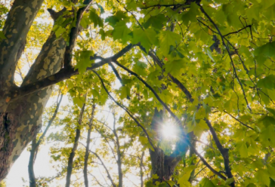 表达爱意的经典语录