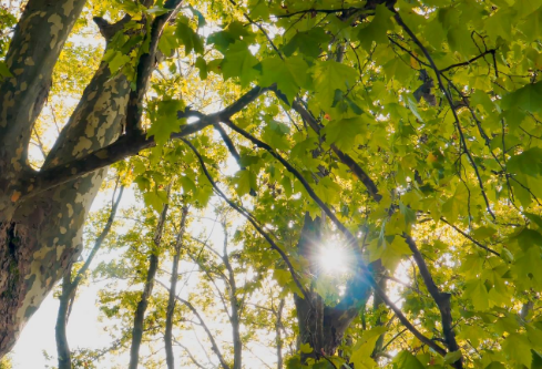 1761167736979496.png image.png