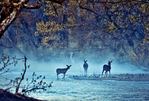 1761176554936743.png image.png