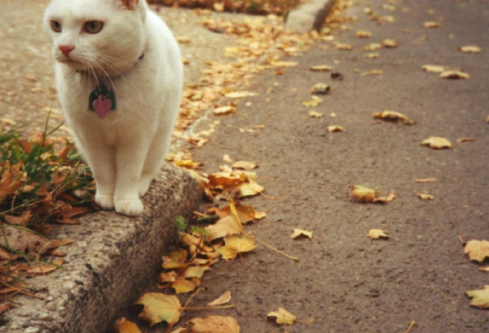 1761183205923448.png image.png