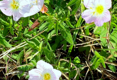 毕加猪语录90句