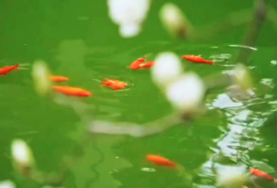 ​心灵鸡汤文章英文语录